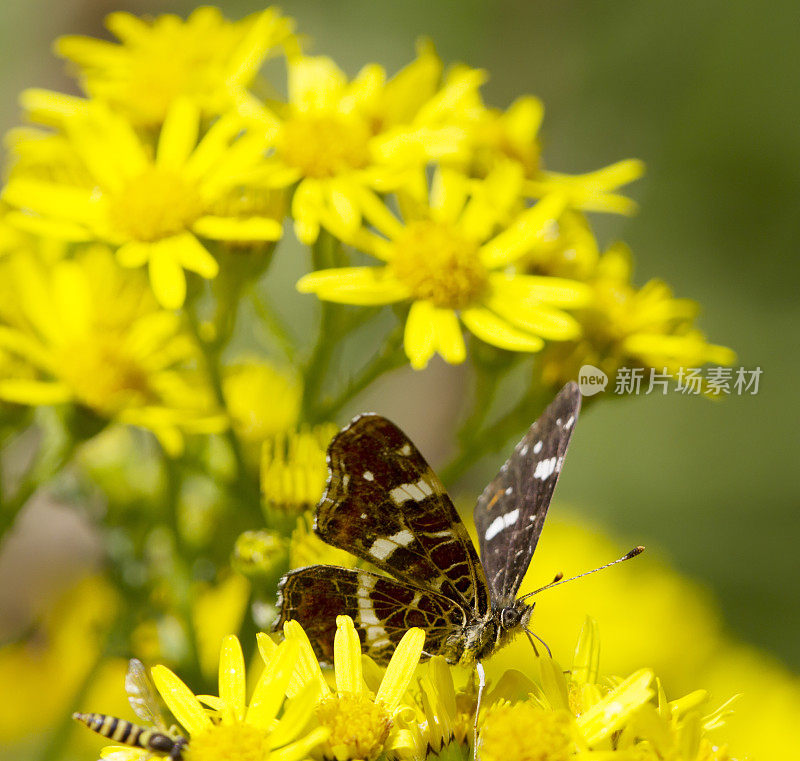 地图蝴蝶(Araschnia levana)第二代